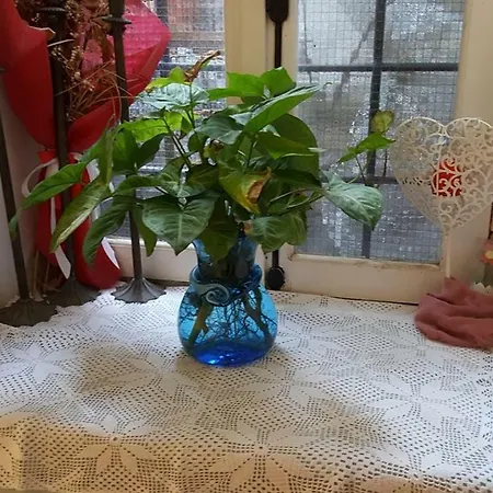 Stella 호텔 3*